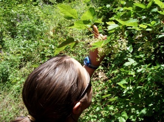 Lindsay smelling the poison oak flowers